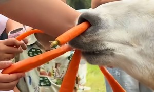 网友称南通一动物园羊驼被投喂吃撑倒地翻白眼，园方回应：确实是吃饱了，“不会撑死，旁边有饲养员在观察”