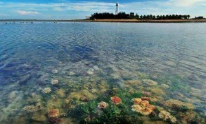 它们被称为“海洋的生命引擎”，但90%可能会在2050年彻底消失