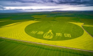 汾酒2025半年报：从“加速度”到“稳增长” 行业深度调整中的战略定力