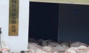 广东一肉联公司门口堆满死猪，官方：7人被控制