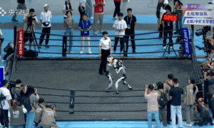 宇树机器人“撞人逃逸”火到国外，王兴兴回应：下次不遥控了