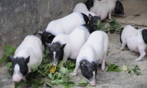 世界首例！中国团队将基因编辑猪肺成功移植人体