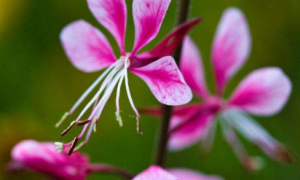 未来7天,财运大好,喜事接二连三一箩筐的生肖